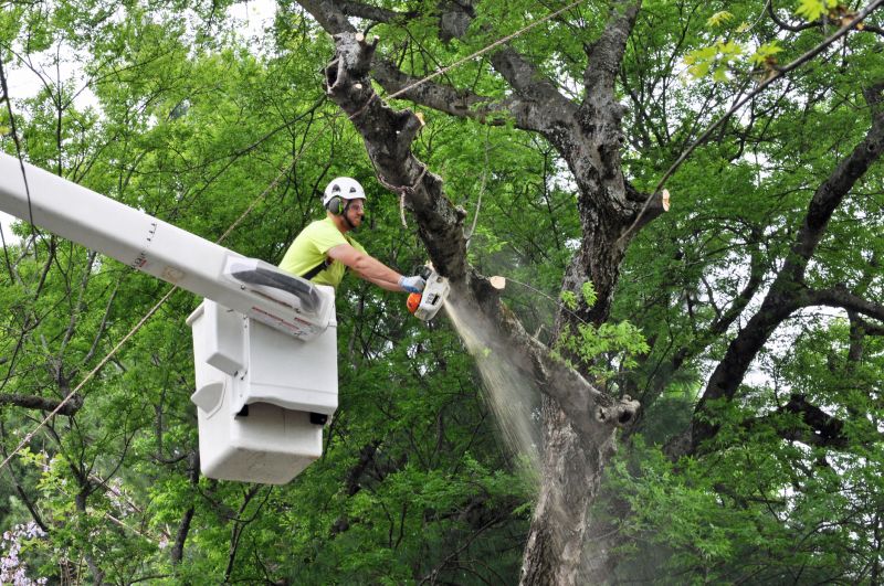Birch Tree Removal in Pottstown, PA
