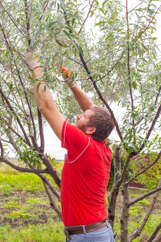 Canopy Pruning in Reno, NV