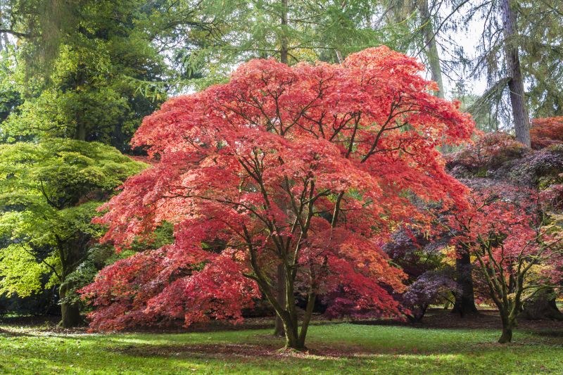 Maple Tree Removal in Bucks County, PA