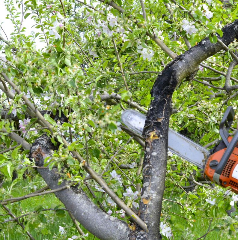 Apple Tree Removal in Bucks County, PA