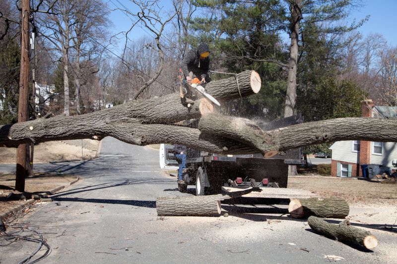 Apple Tree Removal in Duluth, MN
