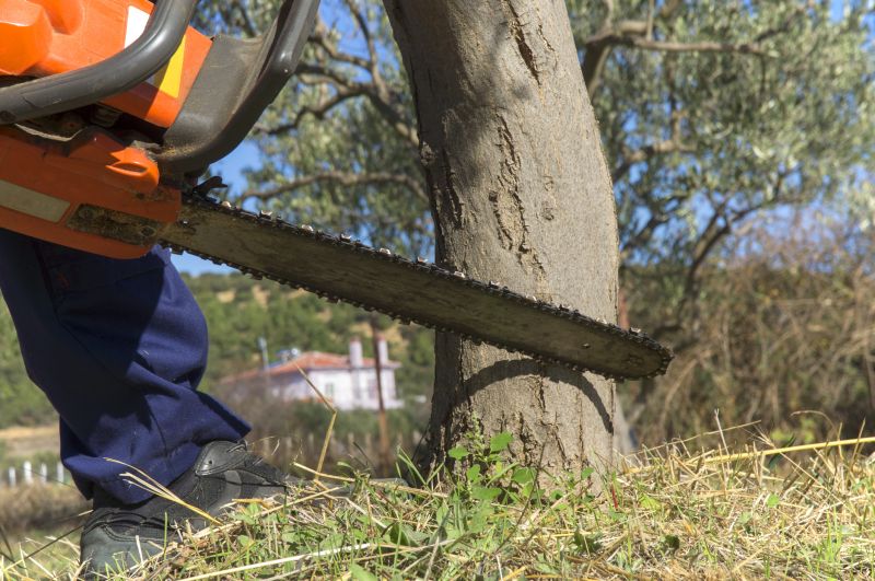 Birch Tree Removal in Allentown, PA