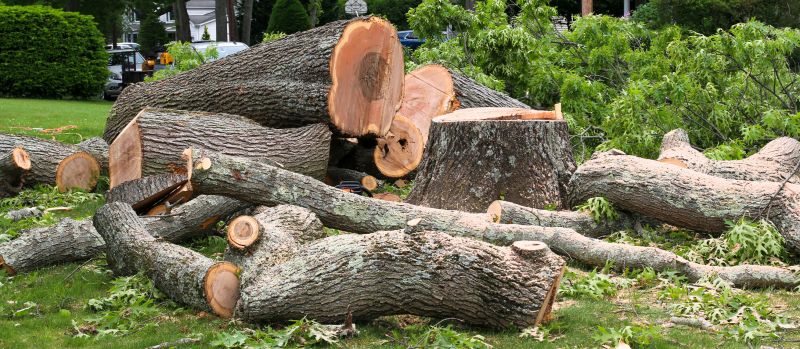 Birch Tree Removal in Doylestown, PA