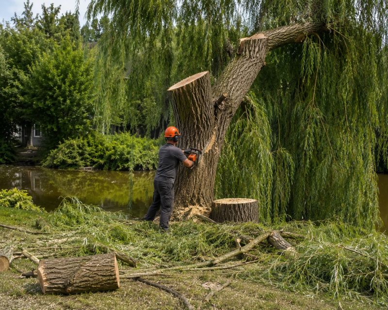 Birch Tree Removal in Bucks County, PA