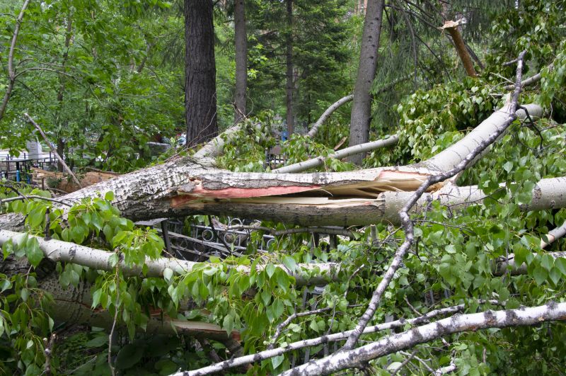 Birch Tree Removal in Duluth, MN