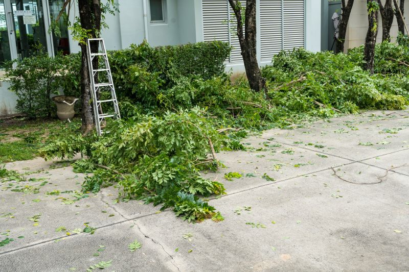 Birch Tree Removal in Duluth, MN