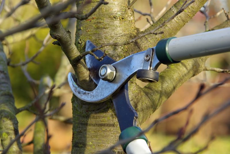 Cedar Tree Pruning in Reno, NV