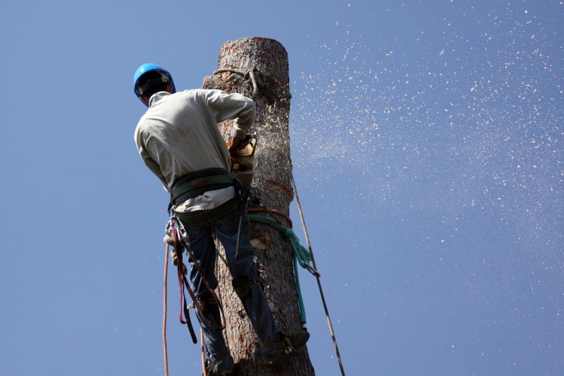 Commercial Tree Removal in Allentown, PA