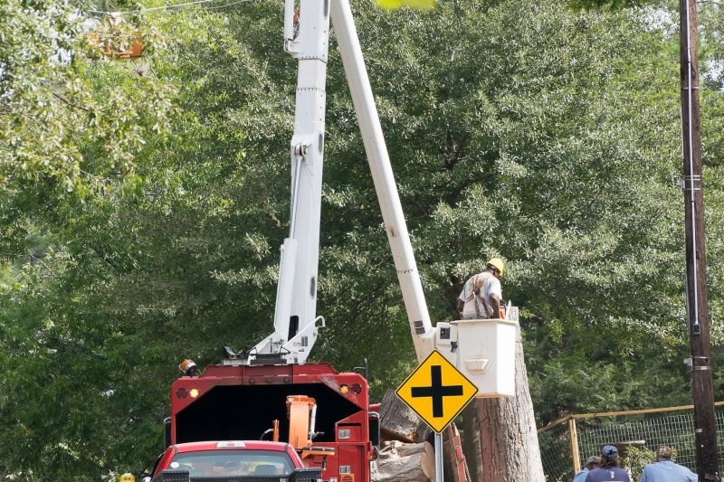 Commercial Tree Removal in Aiken, SC