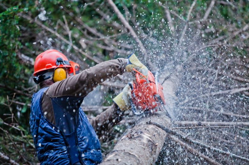 Commercial Tree Trimming in Reno, NV