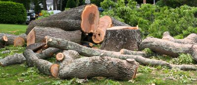 Cypress Tree Removal in Duluth, MN