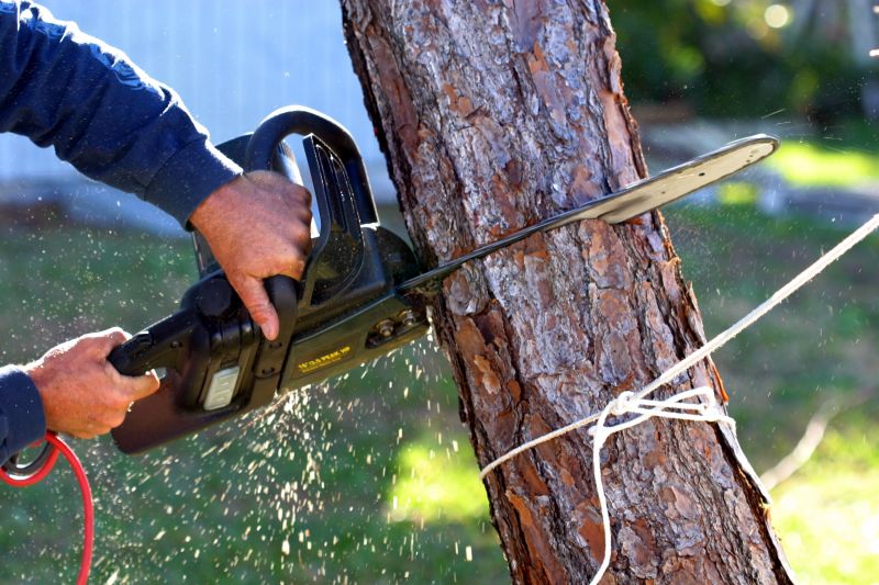 Cypress Tree Removal in Duluth, MN