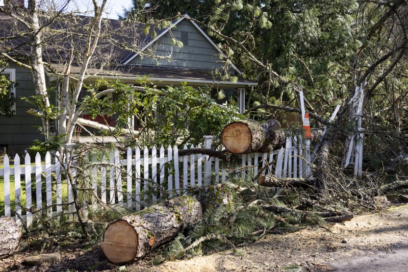 Dead Tree Removal in Duluth, MN