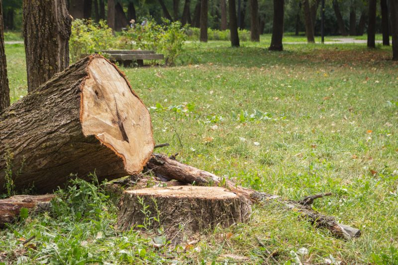 Dead Tree Removal in Duluth, MN