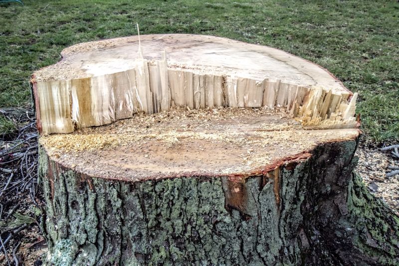 Dead Tree Removal in Pottstown, PA