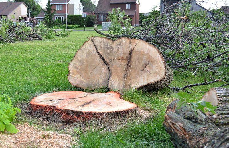 Dead Tree Removal in Reno, NV