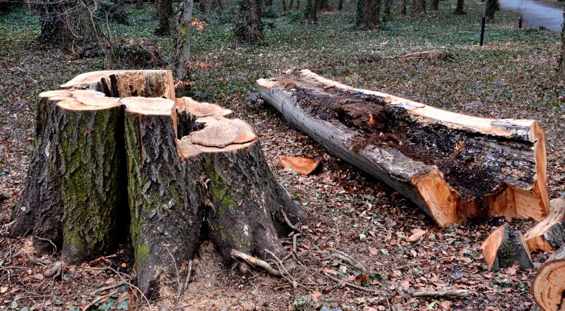 Dead Tree Removal in Bucks County, PA