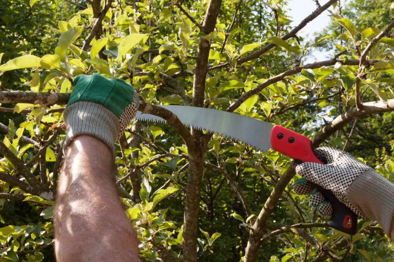 Elm Tree Removal in Duluth, MN
