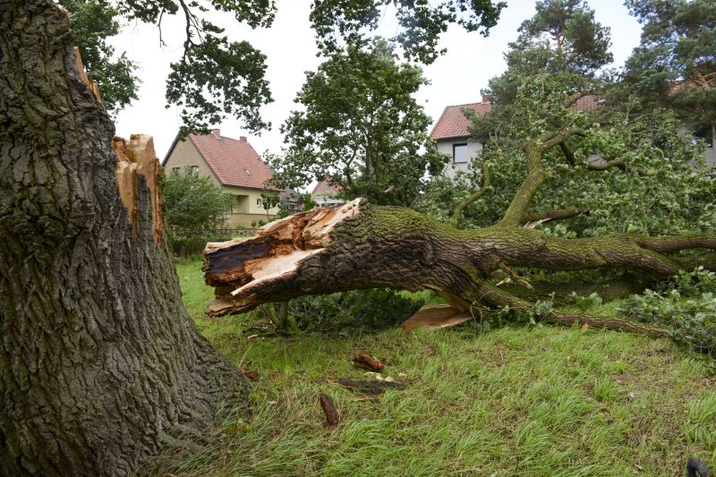 Elm Tree Removal in Duluth, MN