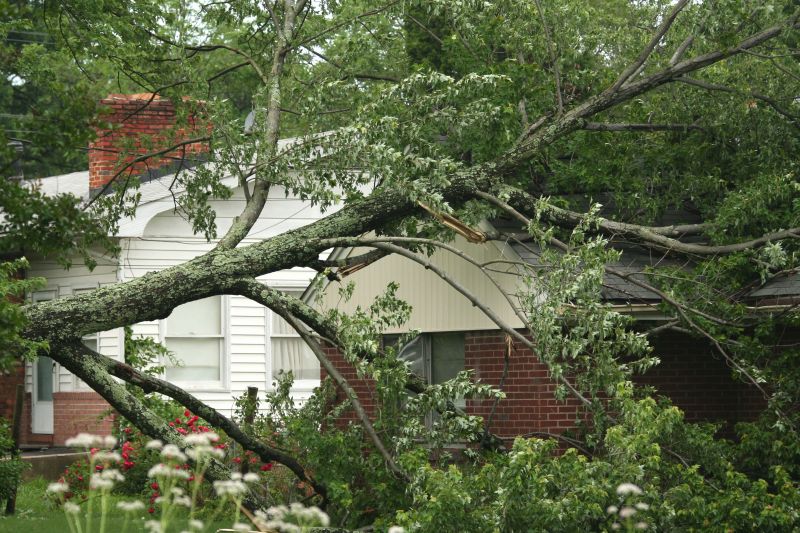 Emergency Tree Removal in San Jose, CA