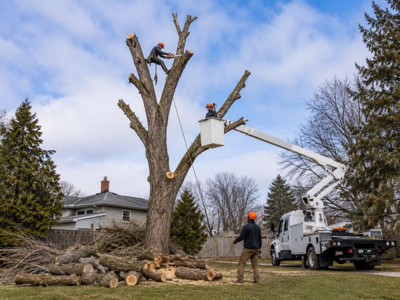 Emergency Tree Removal in Reno, NV