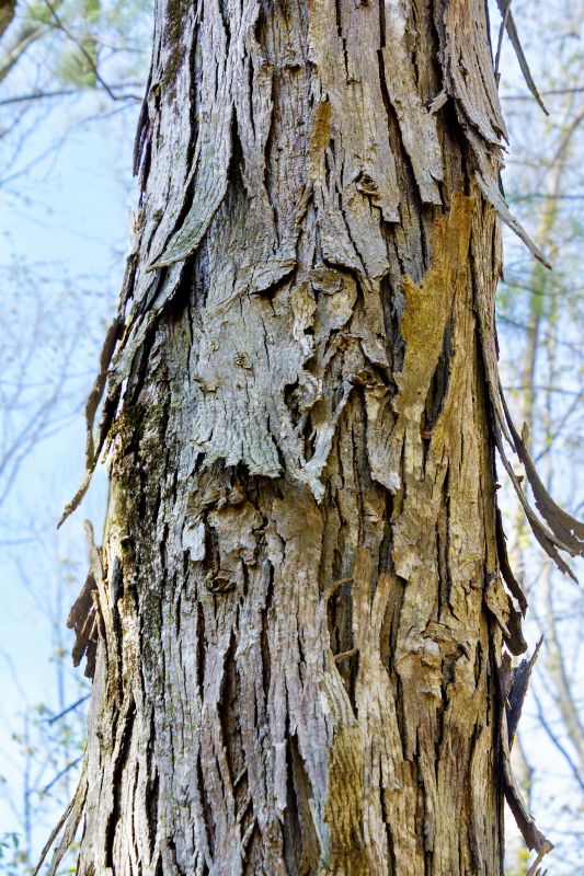 Hickory Tree Removal in Duluth, MN