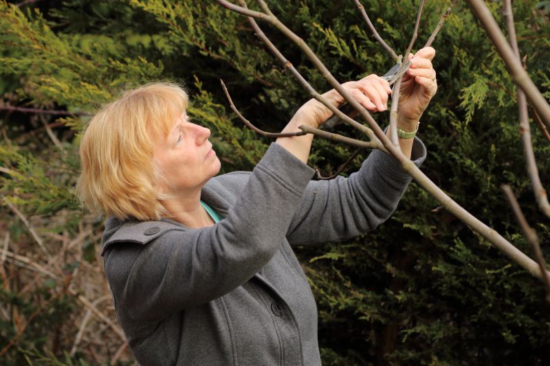 Magnolia Tree Pruning in Reno, NV