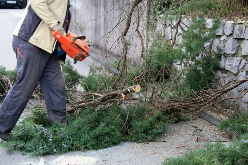 Mimosa Tree Removal in Pottstown, PA