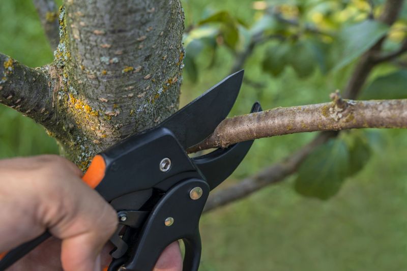 Mimosa Tree Removal in Pottstown, PA