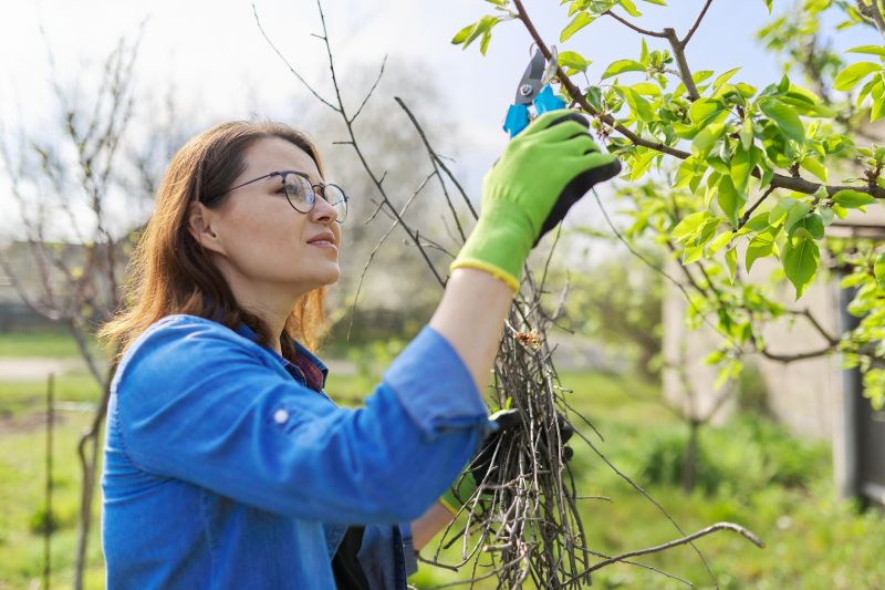 Orchard Tree Pruning in Reno, NV