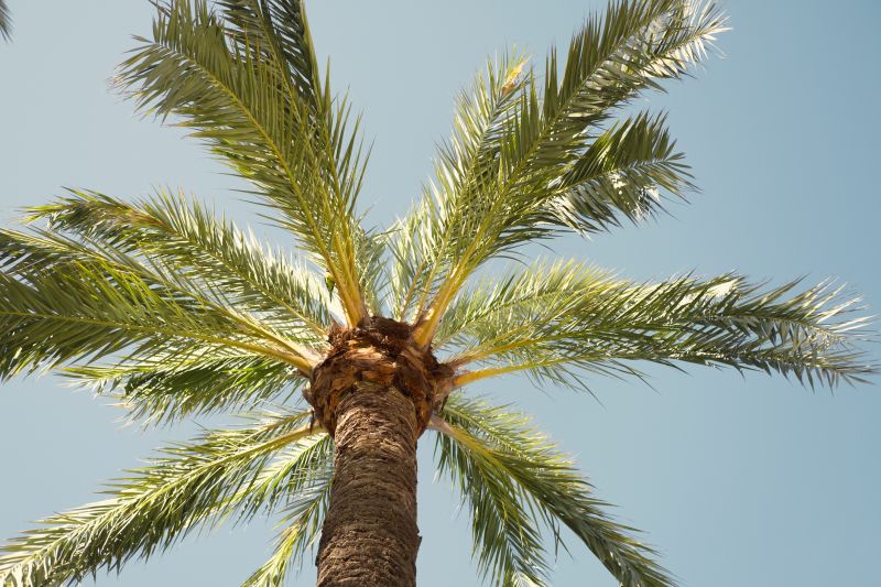 Palm Tree Removal in Pottstown, PA