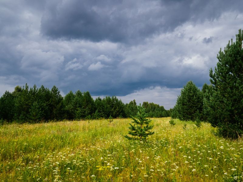 Pasture Clearing in Katy, TX