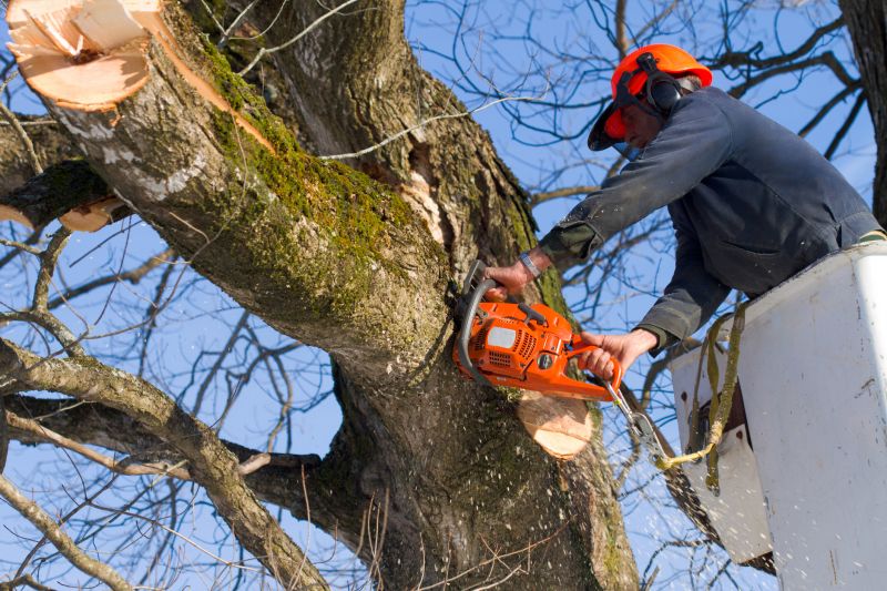 Spruce Tree Removal in Montgomery County, PA