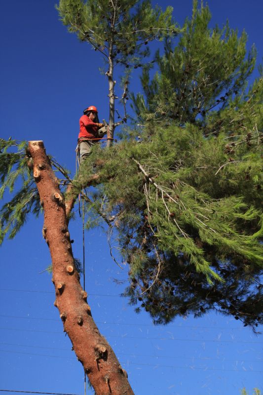 Spruce Tree Removal in Montgomery County, PA