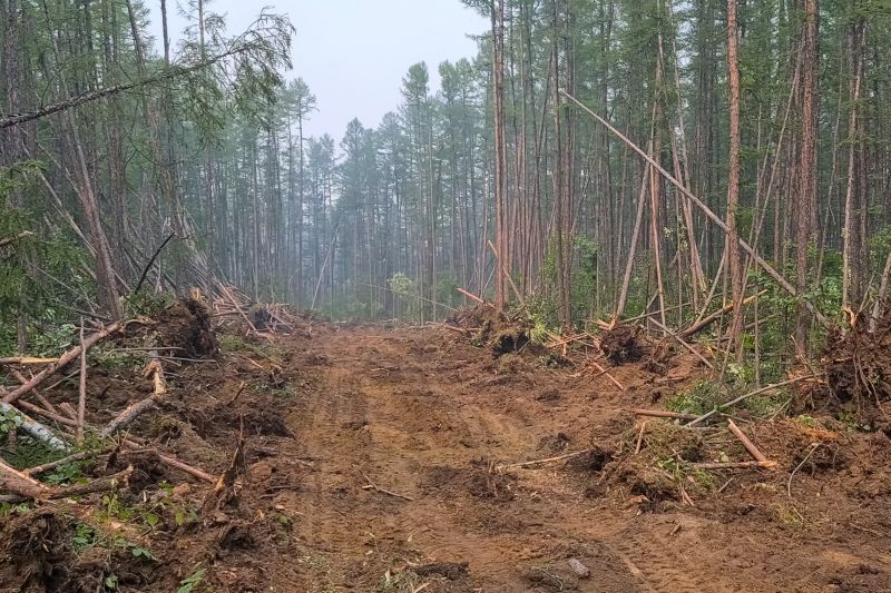Thicket Clearing in Marietta, GA