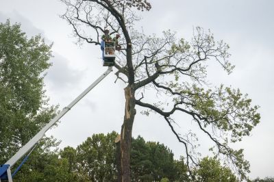 Tree Removal