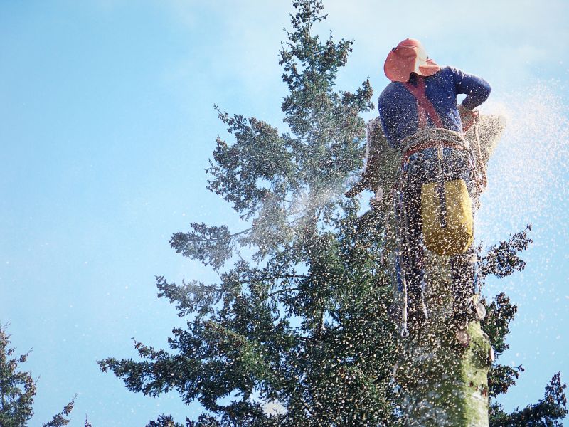 Tree Removal Service in Aiken, SC