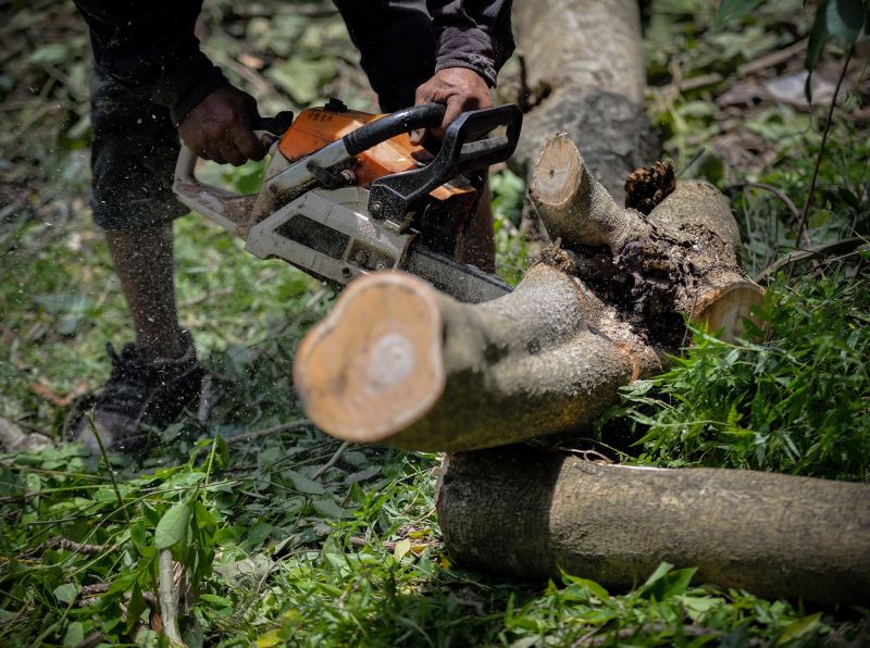 Tree Service in Doylestown, PA