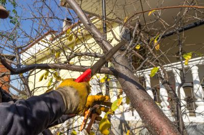 Tree Shearing in Reno, NV
