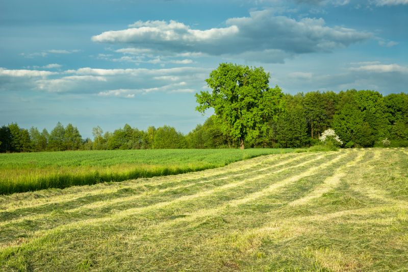 Undergrowth Removal in Cumming, GA